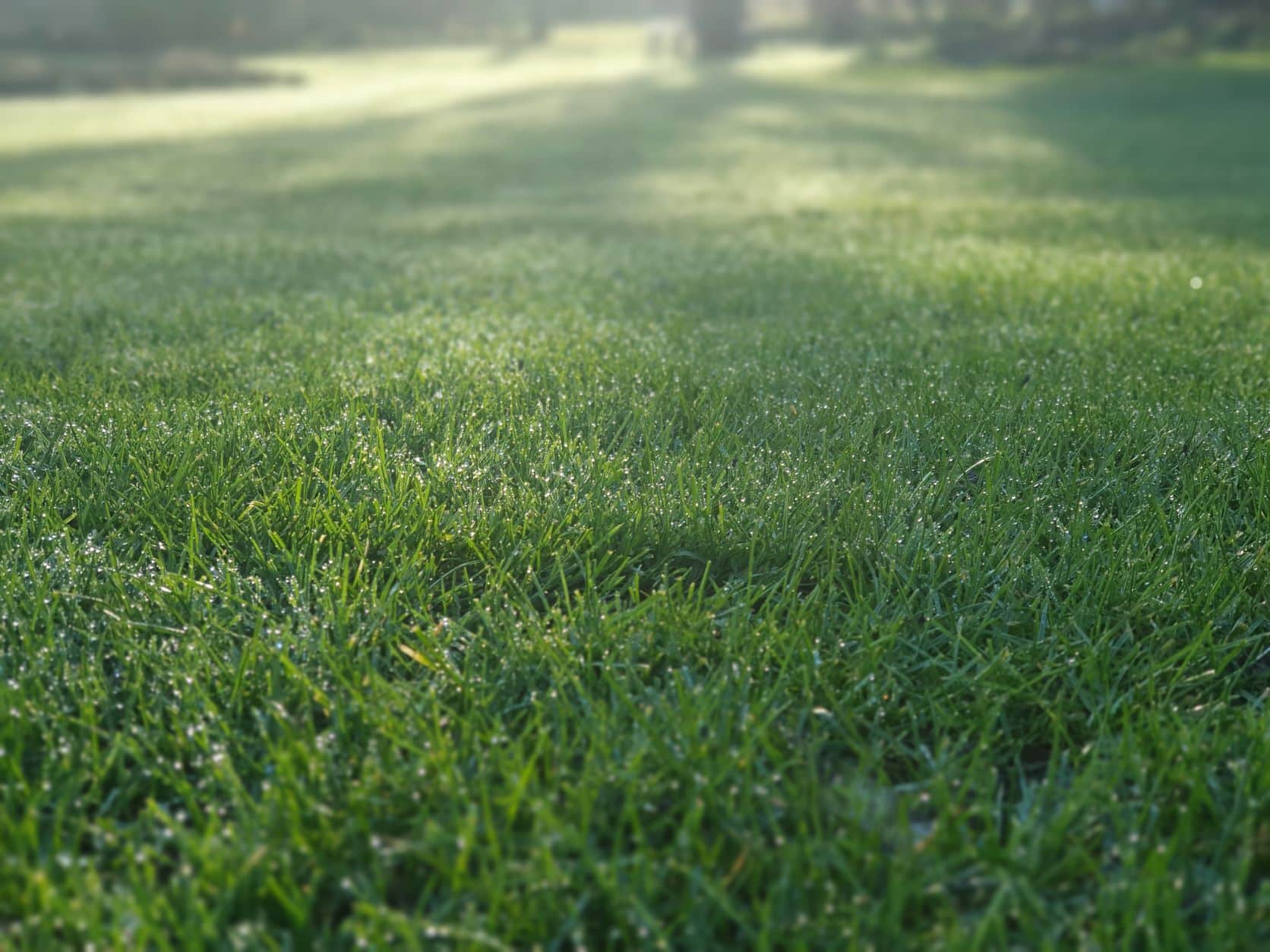 Premium Turf Rolls Available in Bulk Eco Turf Range