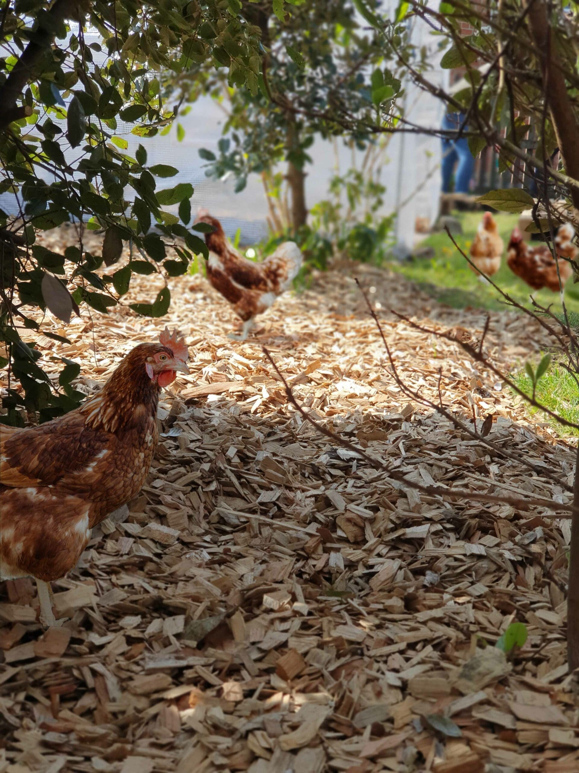 Eco Chicken Run & Coop Wood Chips Bark Chippings for Poultry